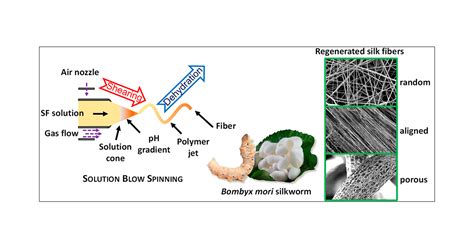  Silk Fibroin: Die Seidenfaser der Zukunft für innovative Biomaterialien?!